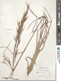 Image of Andropogon cretaceus