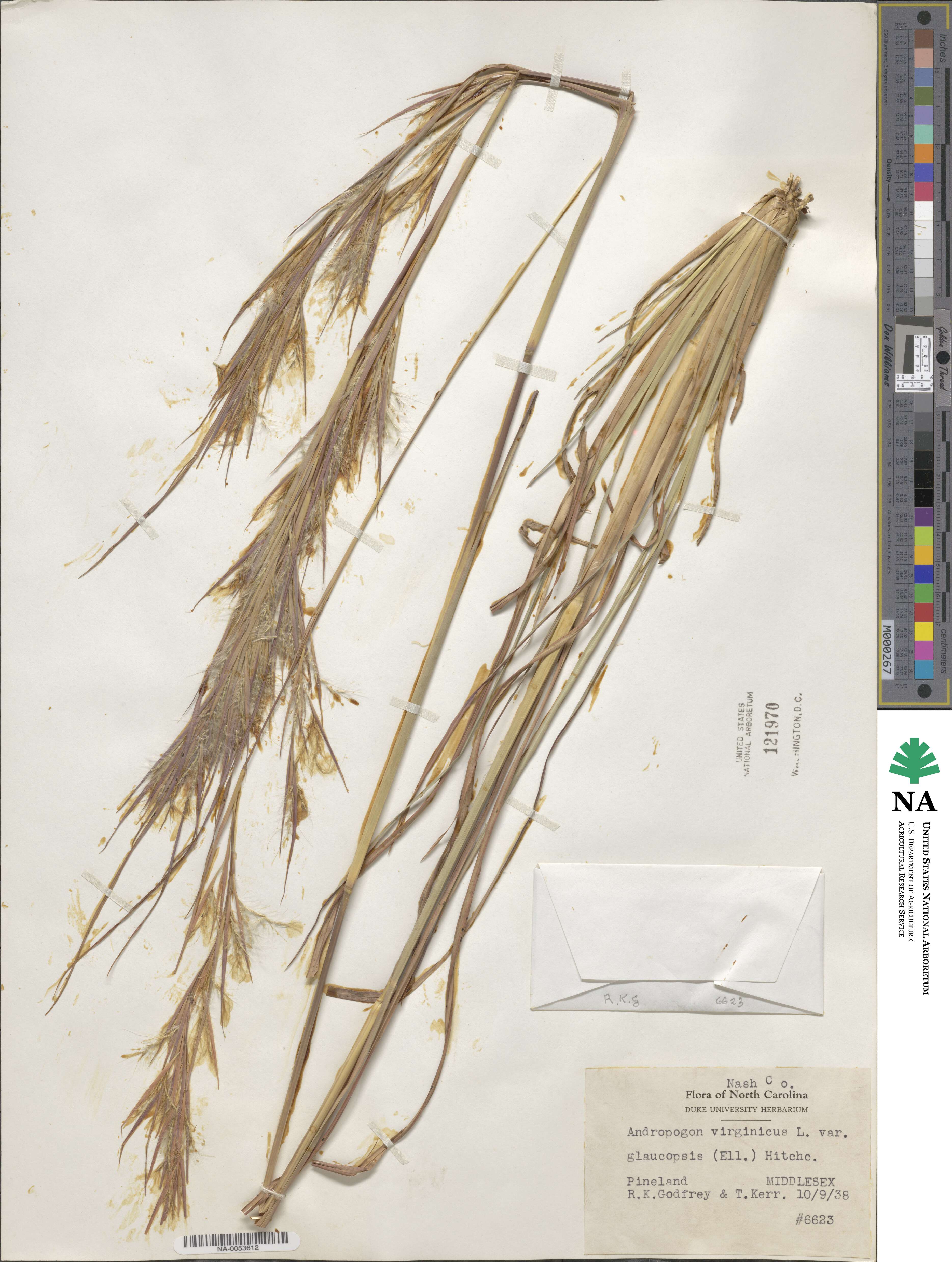 Andropogon cretaceus image