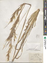 Andropogon cretaceus image