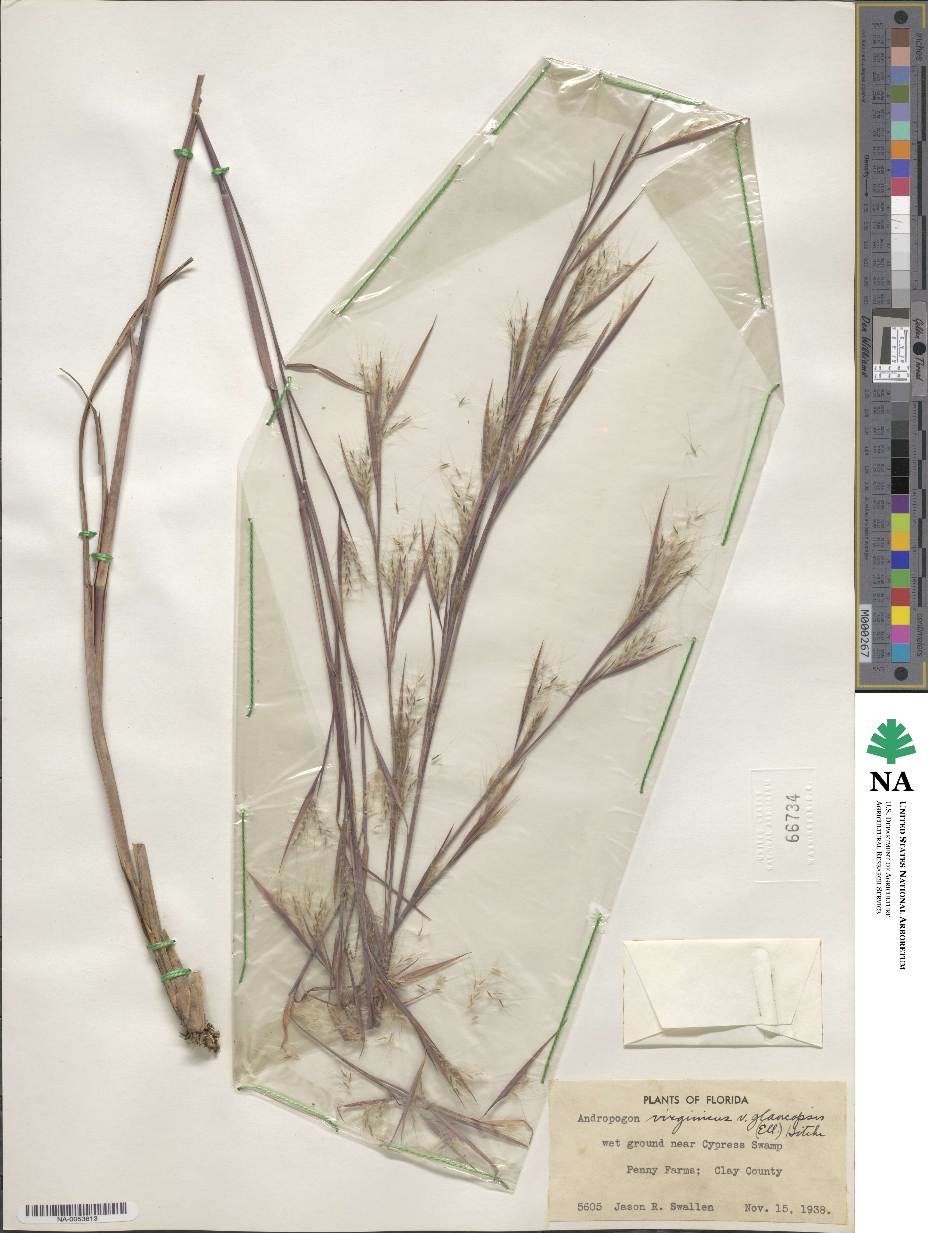 Andropogon cretaceus image