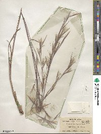 Andropogon cretaceus image