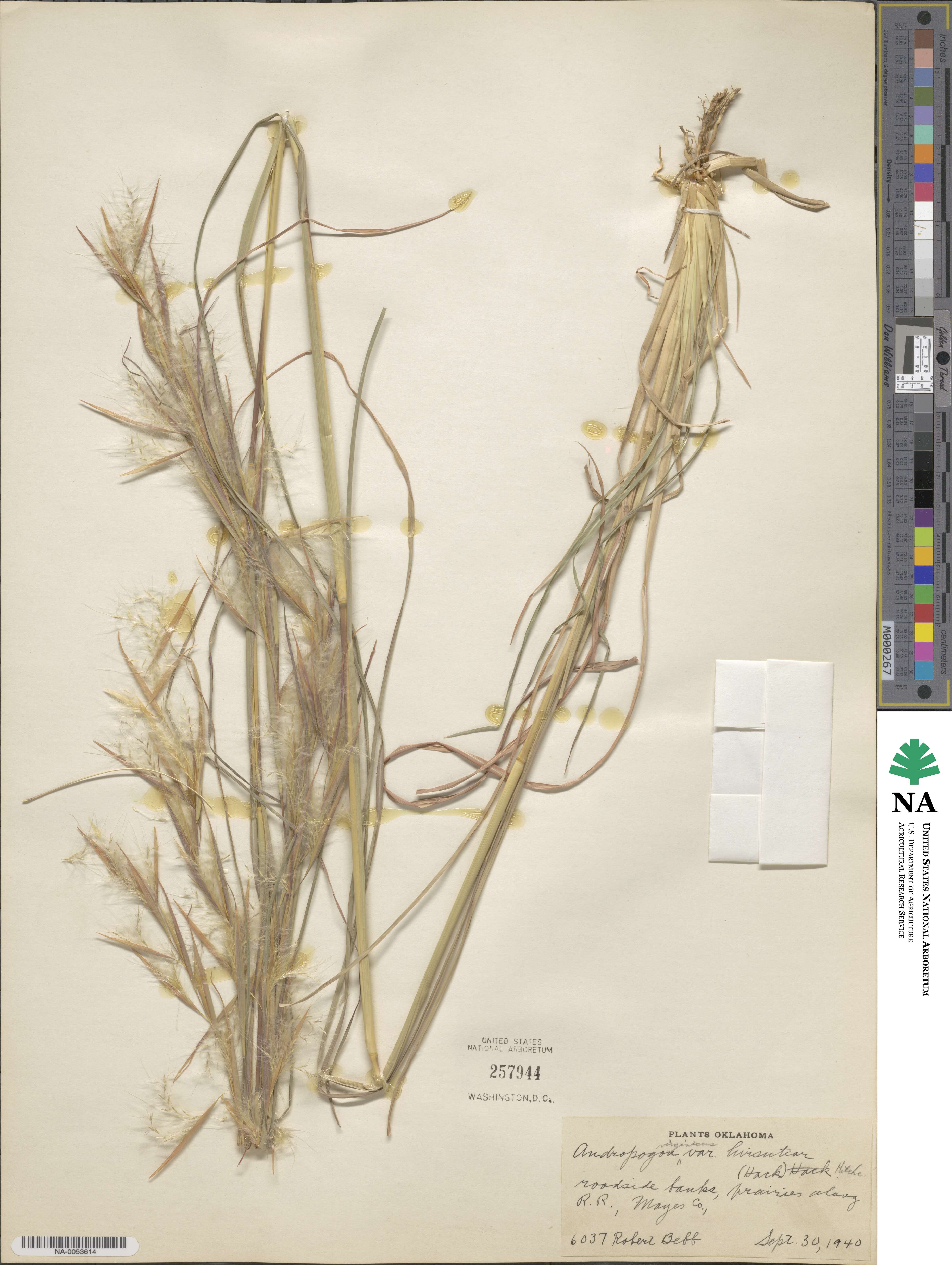 Andropogon hirsutior image