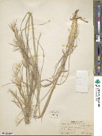 Image of Andropogon hirsutior