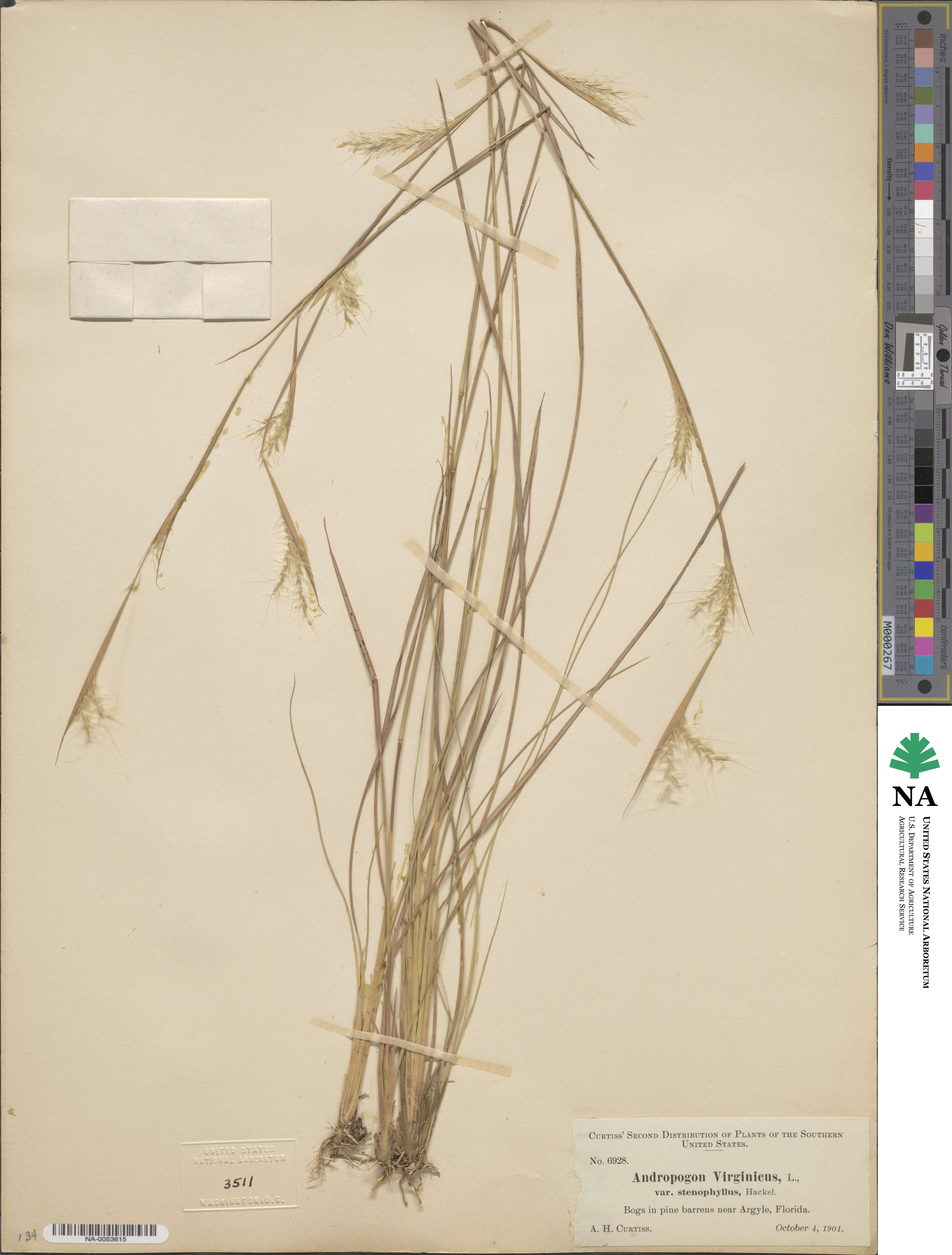 Andropogon perangustatus image