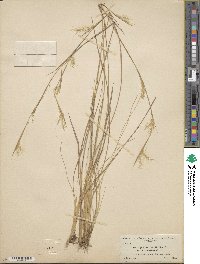 Andropogon perangustatus image