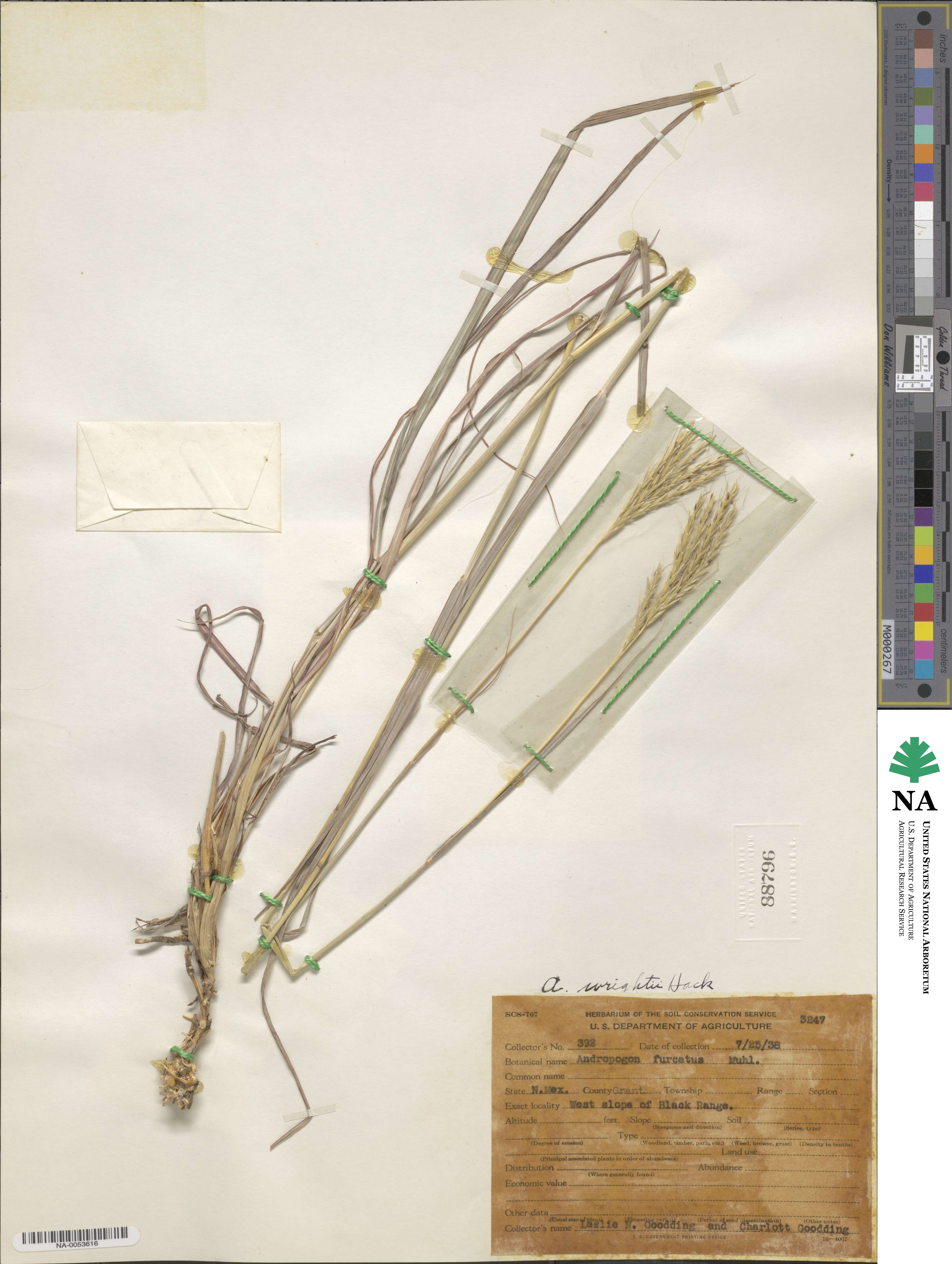 Bothriochloa wrightii image