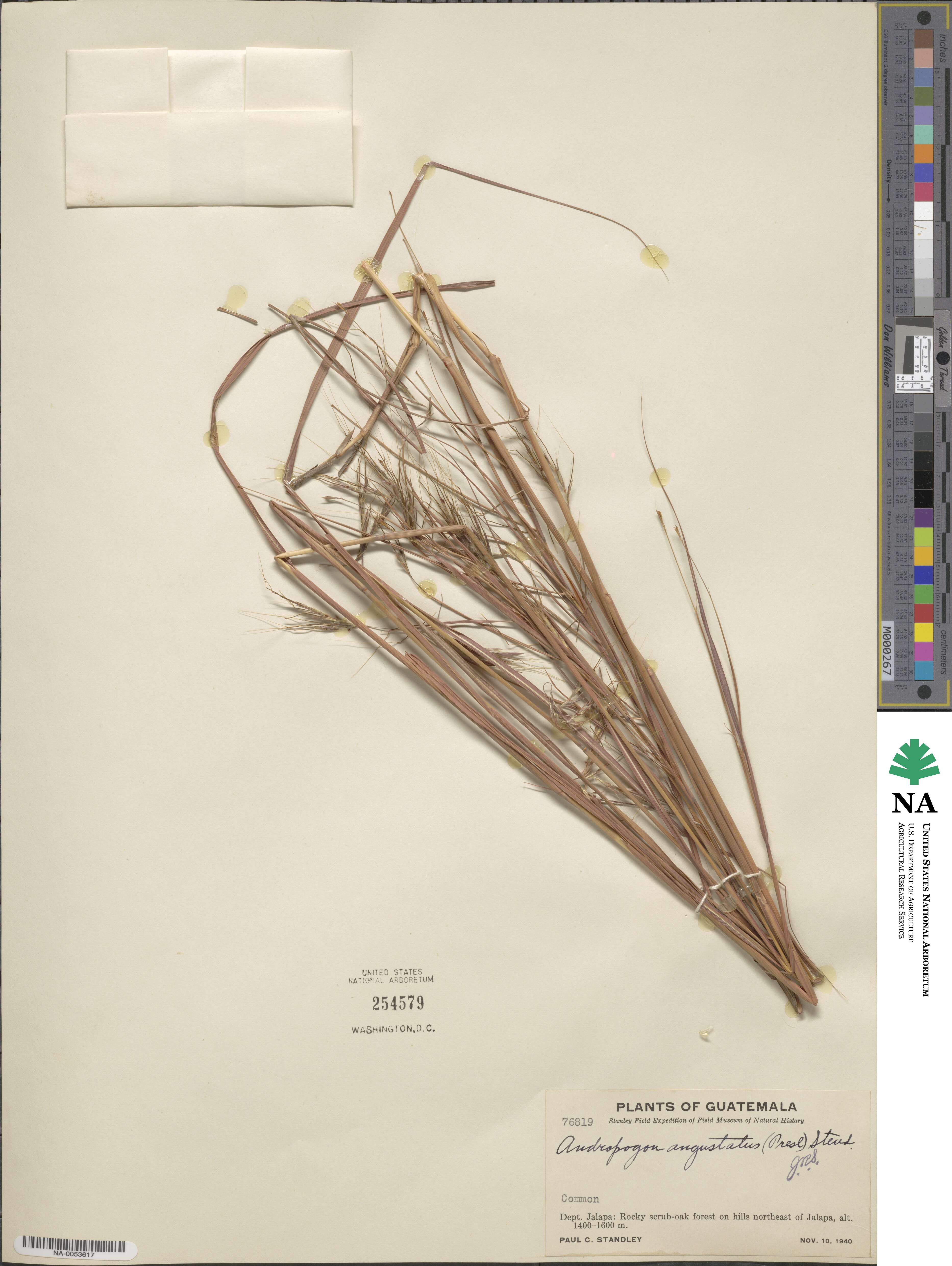 Andropogon angustatus image