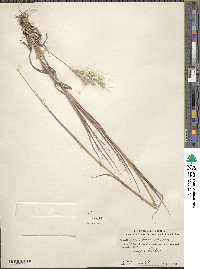 Bothriochloa barbinodis image