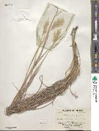 Bothriochloa barbinodis image