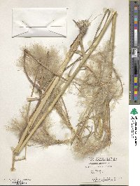 Andropogon bicornis image