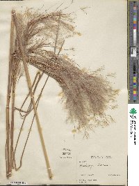 Andropogon bicornis image