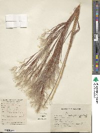 Andropogon bicornis image