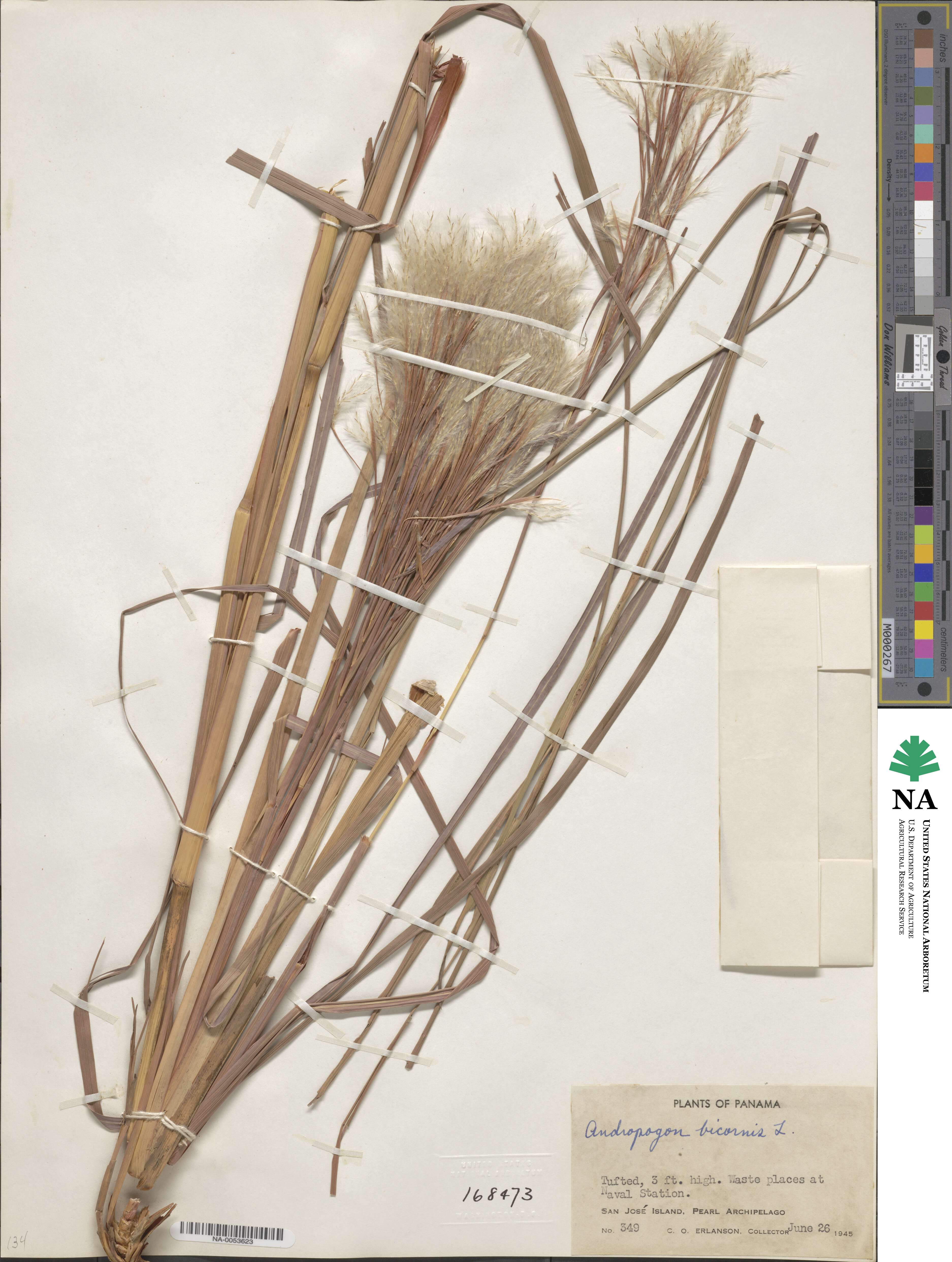 Andropogon bicornis image