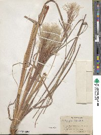 Andropogon bicornis image