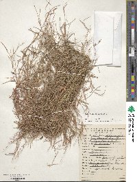 Schizachyrium brevifolium image