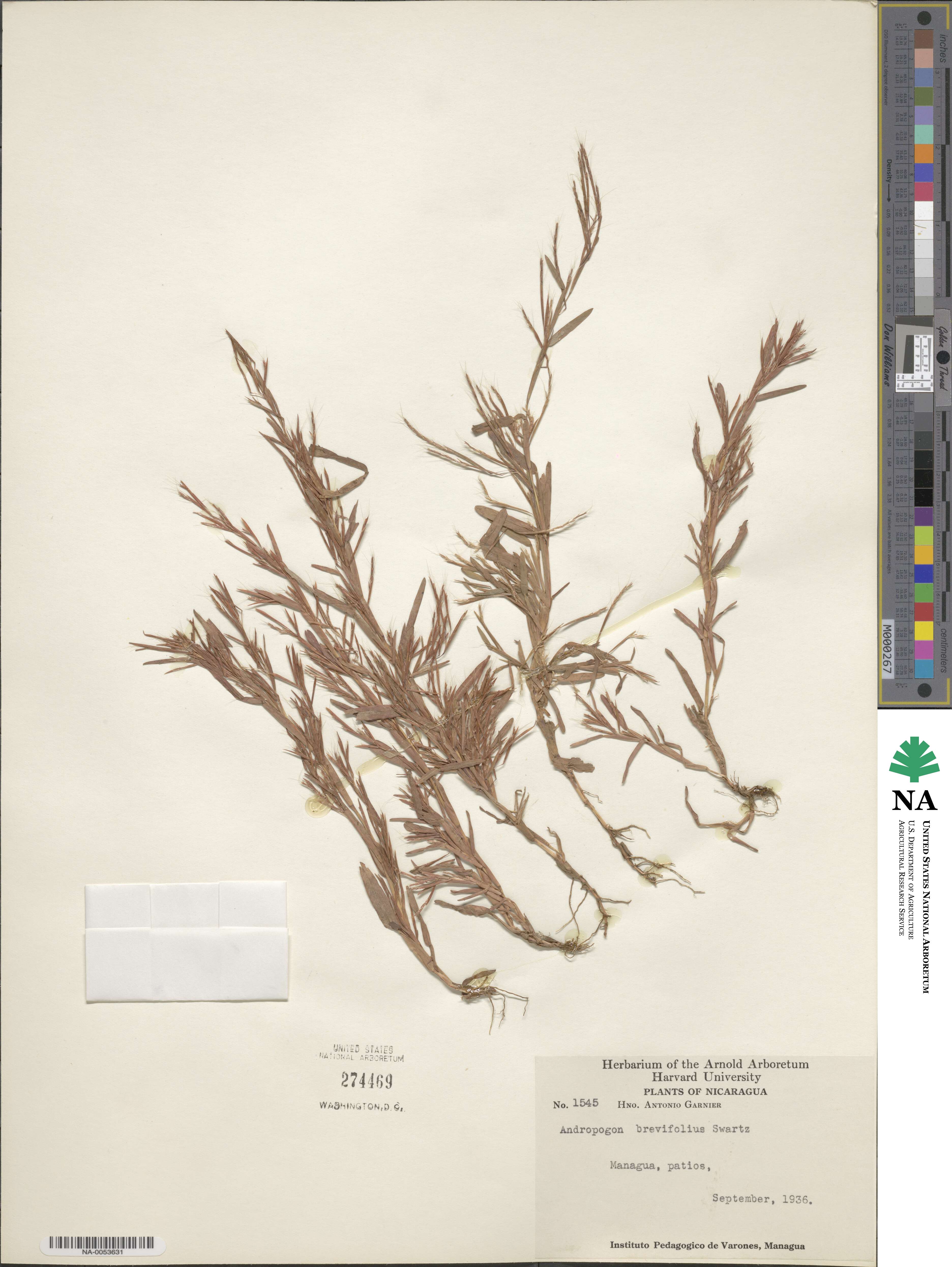 Schizachyrium brevifolium image