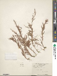 Schizachyrium brevifolium image