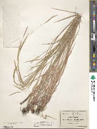 Andropogon cirratus image