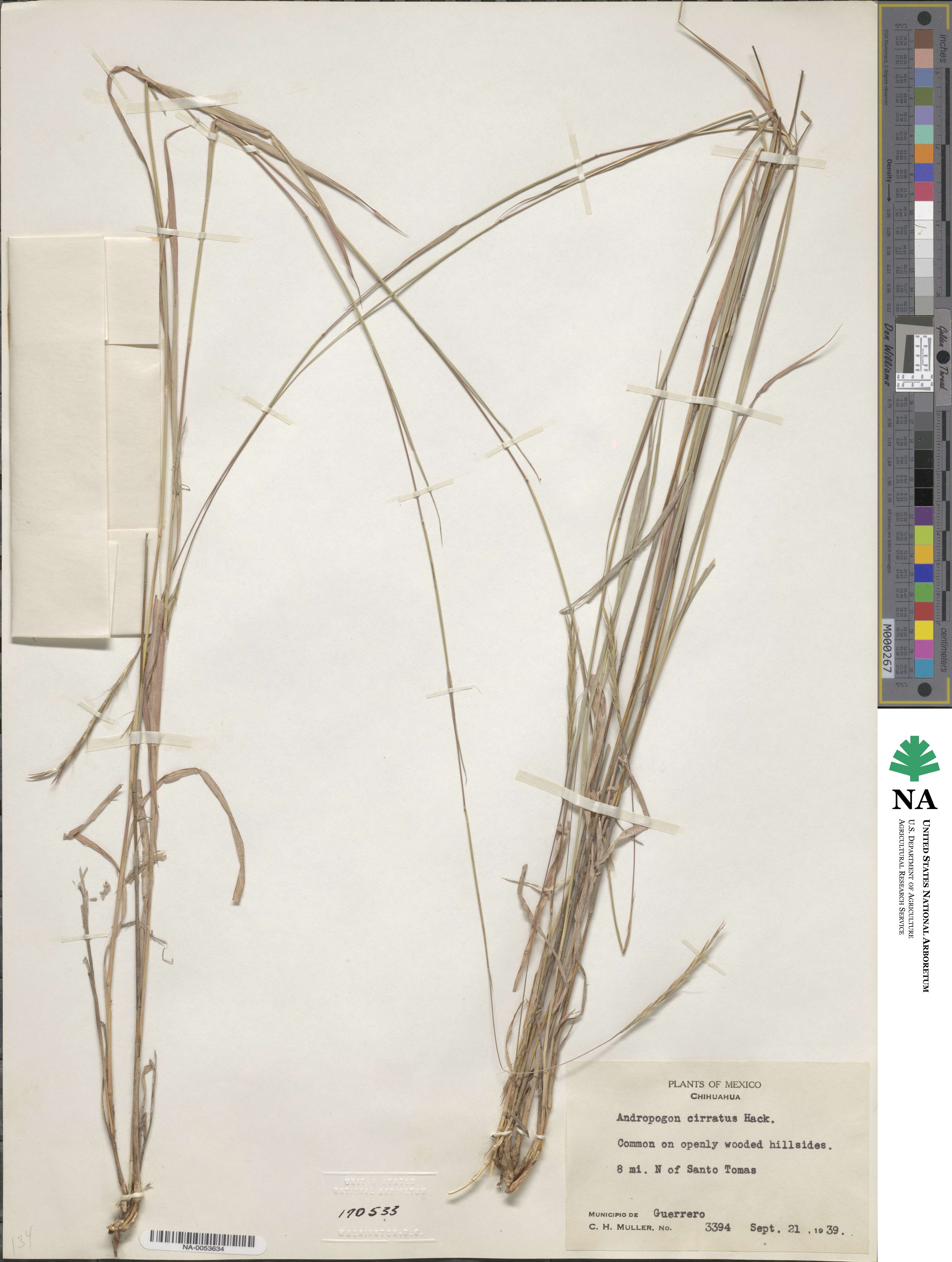 Andropogon cirratus image