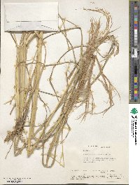 Schizachyrium condensatum image