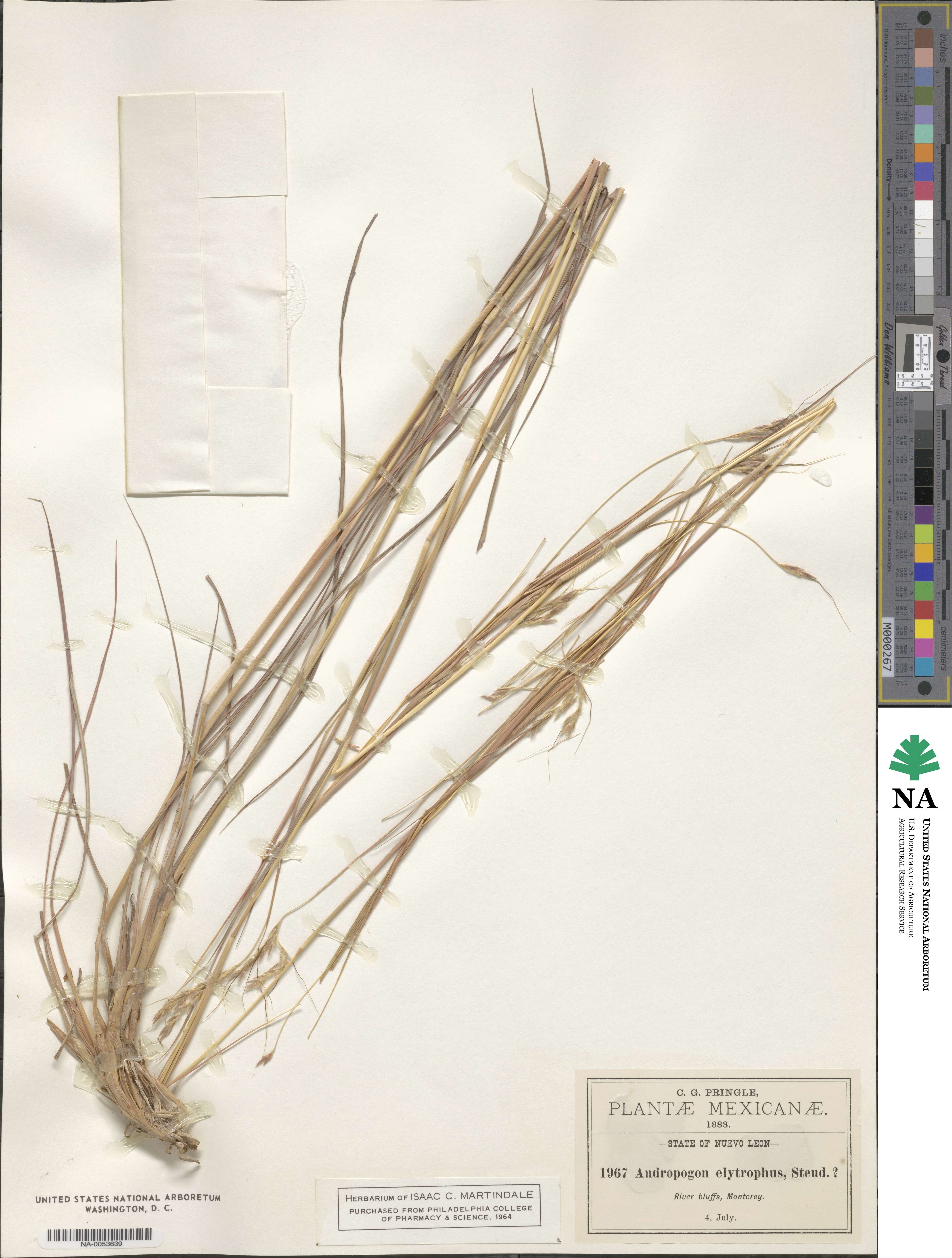 Andropogon elythrophyllus image