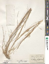 Image of Andropogon elythrophyllus