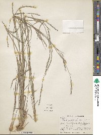 Schizachyrium sanguineum image