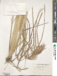 Andropogon glomeratus image