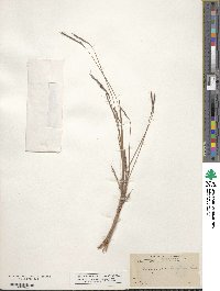 Schizachyrium sanguineum image