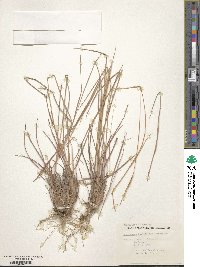 Schizachyrium sanguineum image