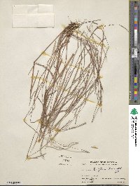 Schizachyrium sanguineum image