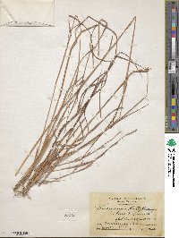 Schizachyrium sanguineum image