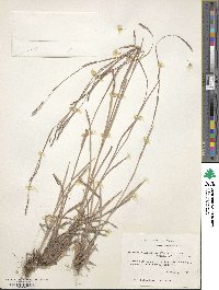 Schizachyrium sanguineum image