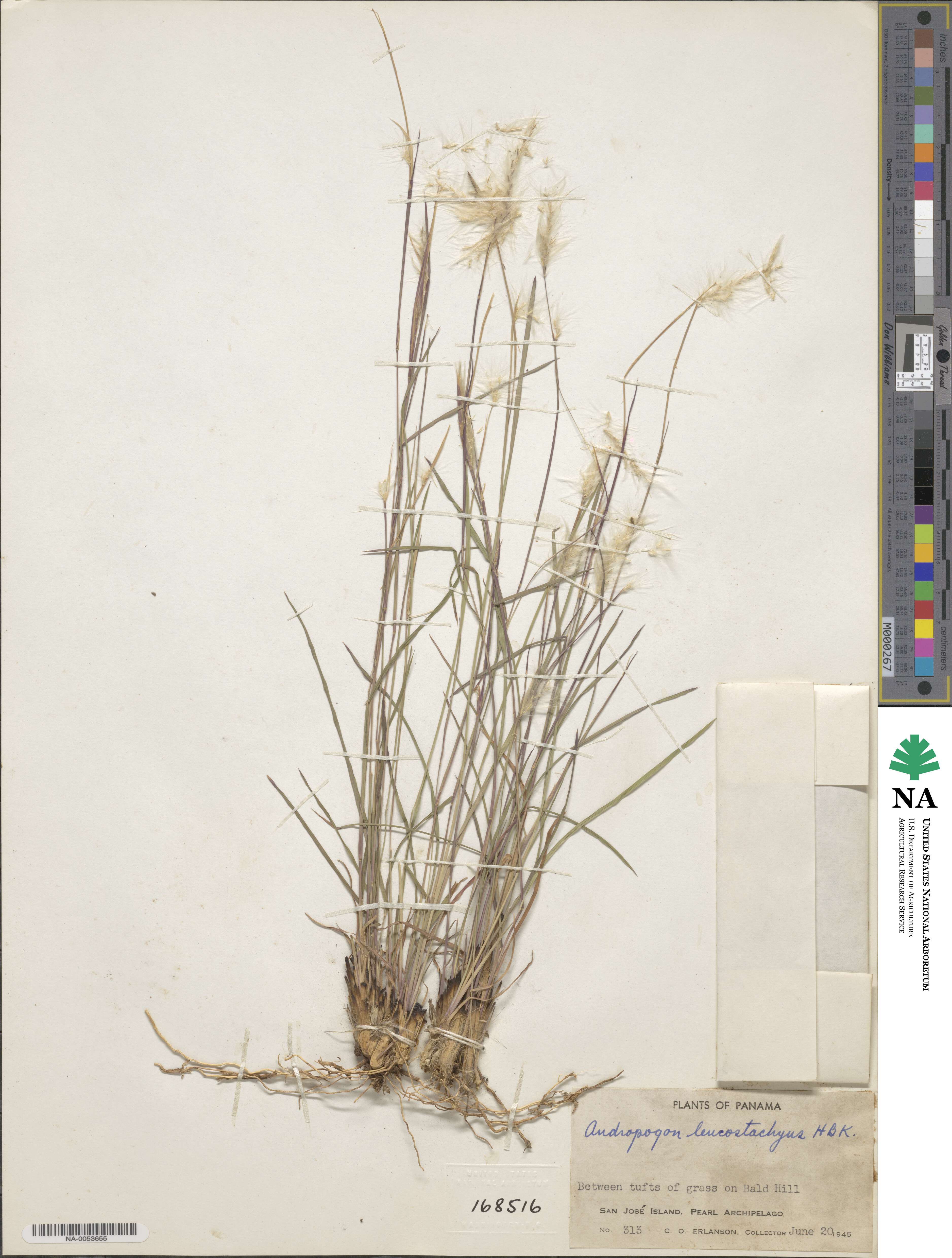 Andropogon leucostachyus image