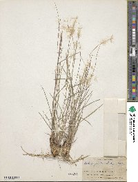 Image of Andropogon leucostachyus