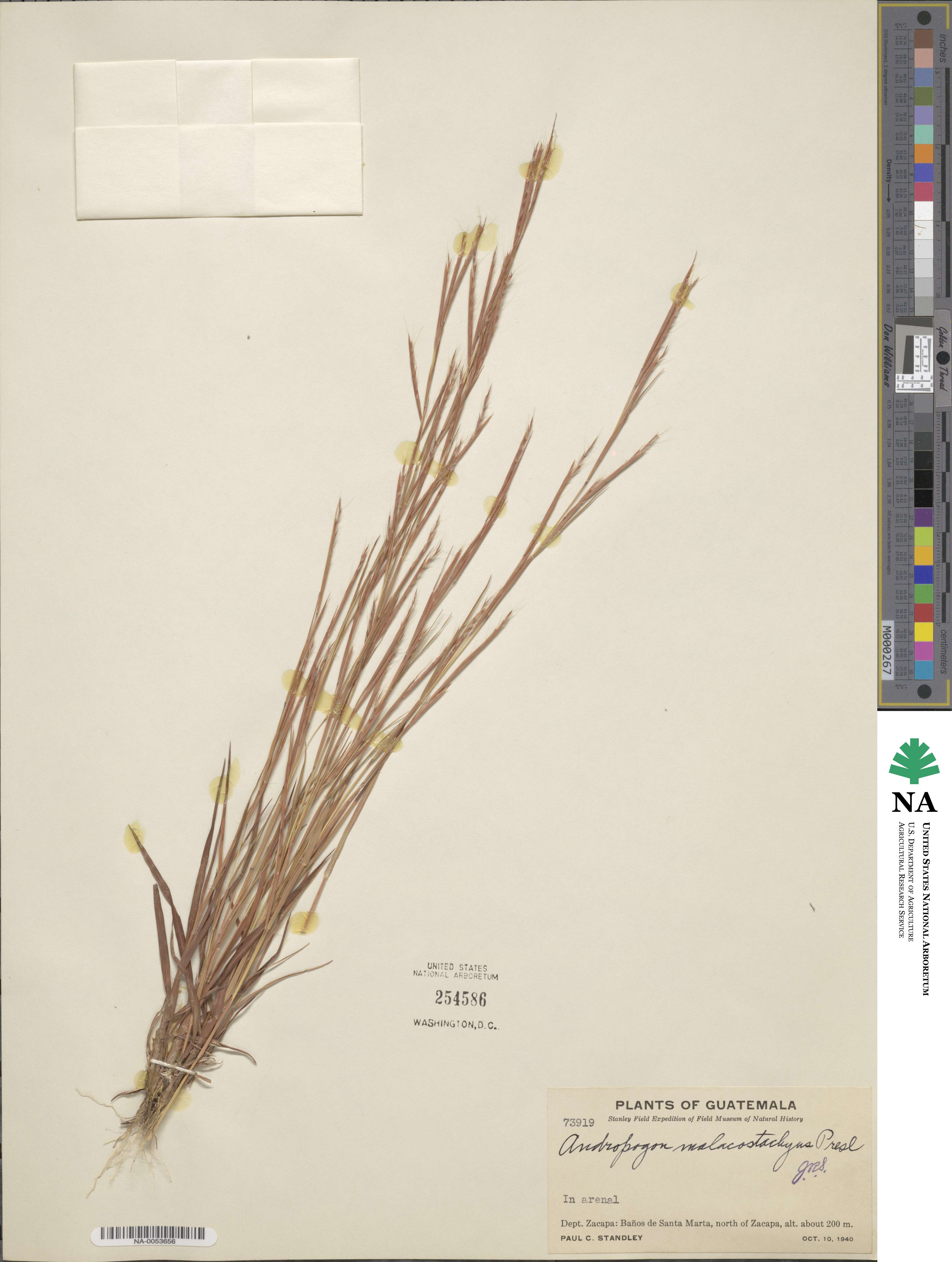 Schizachyrium malacostachyum image