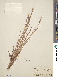 Schizachyrium malacostachyum image