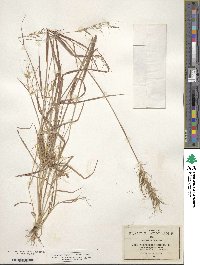 Image of Sorghastrum nutans