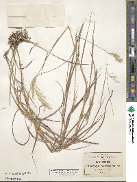 Bothriochloa saccharoides image