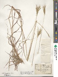 Bothriochloa saccharoides image