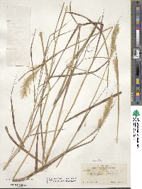 Bothriochloa saccharoides image