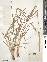 Bothriochloa saccharoides image