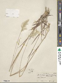 Bothriochloa saccharoides image