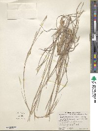 Schizachyrium scoparium image