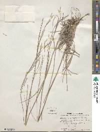 Schizachyrium scoparium image