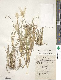 Image of Andropogon selloanus