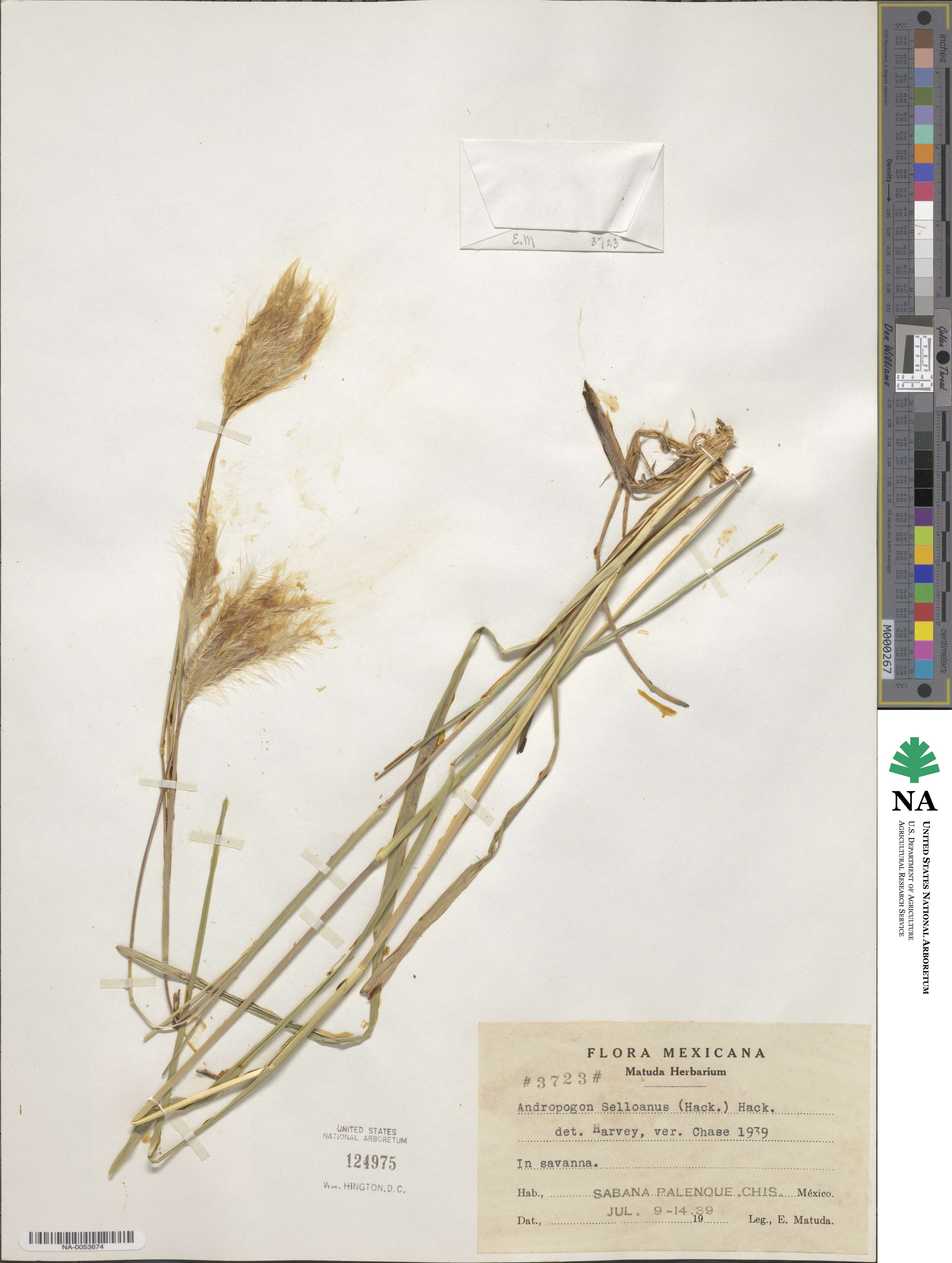 Andropogon selloanus image