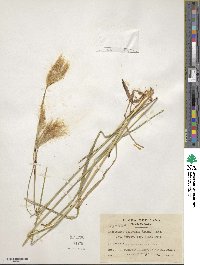 Andropogon selloanus image