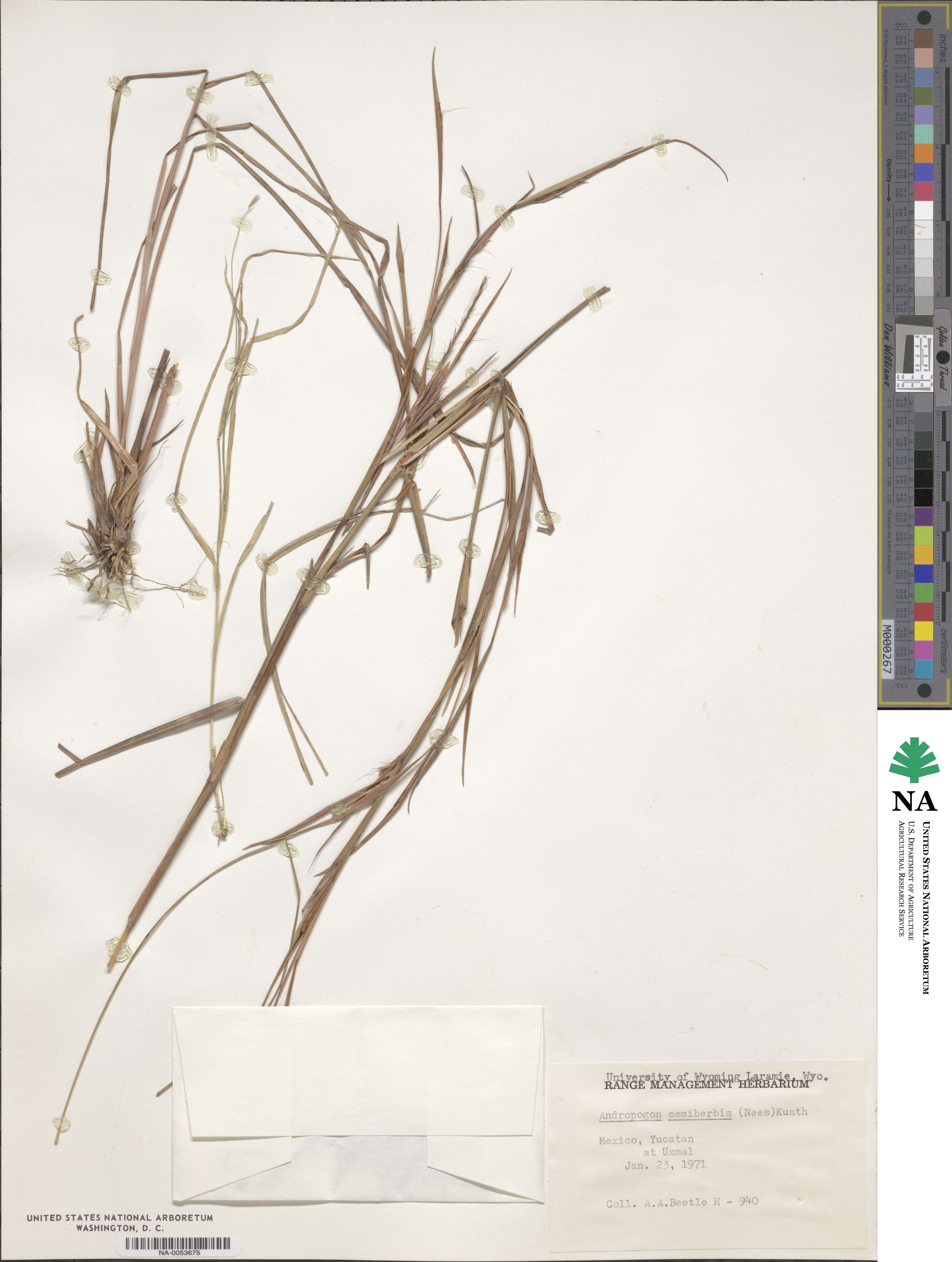 Schizachyrium sanguineum image