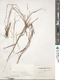 Schizachyrium sanguineum image